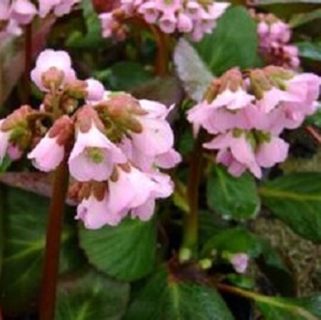Bergenia 'Rosi Klose' geen maat specificatie 0,55L/P9cm - afbeelding 1