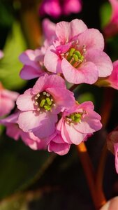 Bergenia 'Rosi Klose' geen maat specificatie 0,55L/P9cm - afbeelding 2