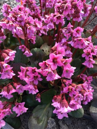 Bergenia 'Rosi Klose' geen maat specificatie 0,55L/P9cm - afbeelding 3