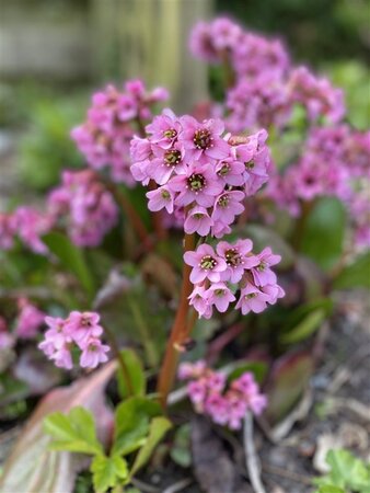 Bergenia 'Rosi Klose' geen maat specificatie 0,55L/P9cm - afbeelding 4