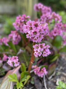 Bergenia 'Rosi Klose' geen maat specificatie 0,55L/P9cm - afbeelding 4