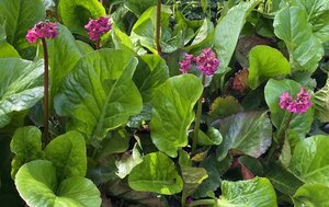 Bergenia 'Vinterglöd' geen maat specificatie 0,55L/P9cm - afbeelding 1