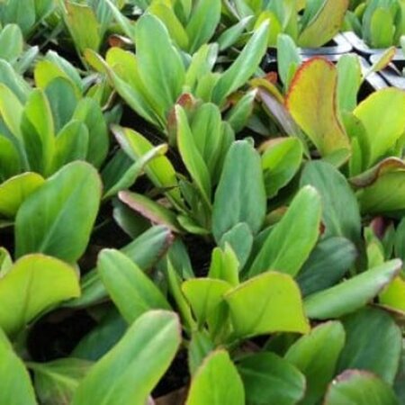 Bergenia 'Vinterglöd' geen maat specificatie 0,55L/P9cm - afbeelding 2