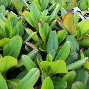 Bergenia 'Vinterglöd' geen maat specificatie 0,55L/P9cm - afbeelding 2