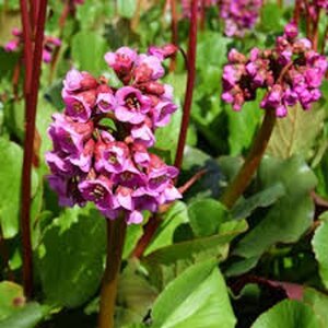Bergenia 'Vinterglöd' geen maat specificatie 0,55L/P9cm - afbeelding 3