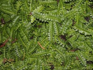 Blechnum penna-marina geen maat specificatie 0,55L/P9cm