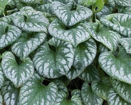 Brunnera macr. 'Emerald Mist' geen maat specificatie 0,55L/P9cm - afbeelding 1