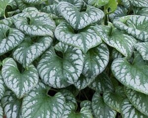 Brunnera macr. 'Emerald Mist' geen maat specificatie 0,55L/P9cm - afbeelding 1