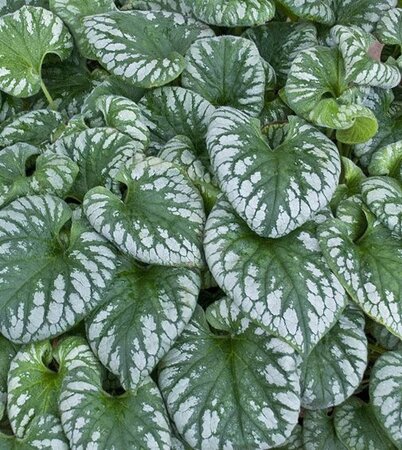 Brunnera macr. 'Emerald Mist' geen maat specificatie 0,55L/P9cm - afbeelding 2