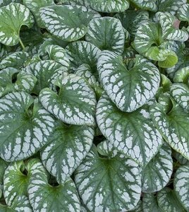 Brunnera macr. 'Emerald Mist' geen maat specificatie 0,55L/P9cm - afbeelding 2
