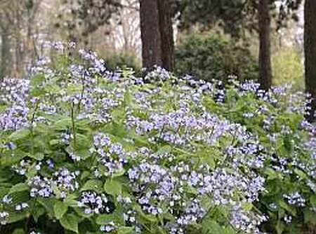 Brunnera macr. 'Hadspen Cream' geen maat specificatie 0,55L/P9cm - afbeelding 1