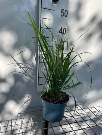 Calamagrostis acut. 'Karl Foerster' geen maat specificatie cont. 2,0L - afbeelding 4