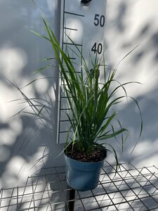 Calamagrostis acut. 'Karl Foerster' geen maat specificatie cont. 2,0L - afbeelding 4