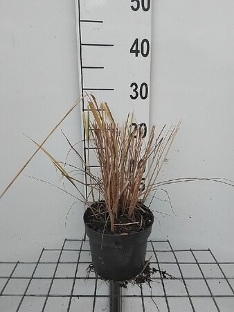Calamagrostis acut. 'Karl Foerster' geen maat specificatie cont. 2,0L - afbeelding 5