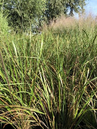 Calamagrostis acut. 'Karl Foerster' geen maat specificatie cont. 2,0L - afbeelding 2