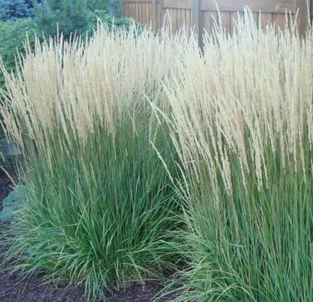 Calamagrostis acut. 'Karl Foerster' geen maat specificatie cont. 2,0L - afbeelding 3