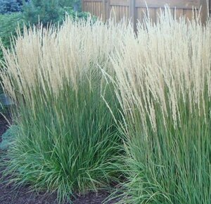 Calamagrostis acut. 'Karl Foerster' geen maat specificatie cont. 2,0L - afbeelding 3