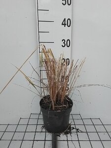 Calamagrostis acut. 'Karl Foerster' geen maat specificatie cont. 2,0L - image 5