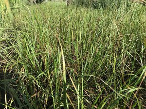 Calamagrostis acut. 'Karl Foerster' geen maat specificatie cont. 2,0L