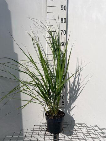 Calamagrostis acut. 'Karl Foerster' geen maat specificatie cont. 2,0L - image 6