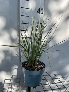 Calamagrostis acut. 'Overdam' geen maat specificatie cont. 2,0L - afbeelding 3