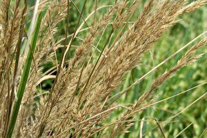 Calamagrostis acut. 'Overdam' geen maat specificatie cont. 2,0L