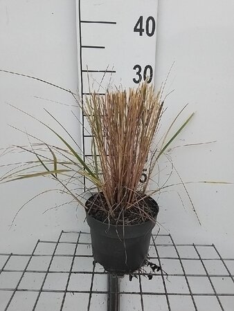 Calamagrostis acut. 'Overdam' geen maat specificatie cont. 2,0L - afbeelding 4