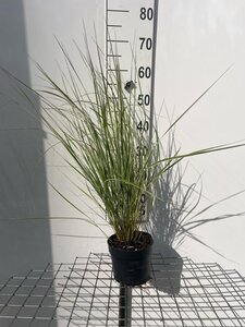 Calamagrostis acut. 'Overdam' geen maat specificatie cont. 2,0L - image 5