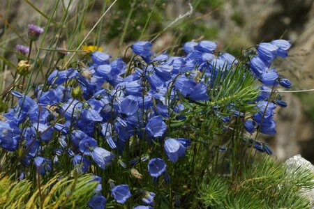 Campanula cochl. 'Blue Baby' geen maat specificatie 0,55L/P9cm - afbeelding 1