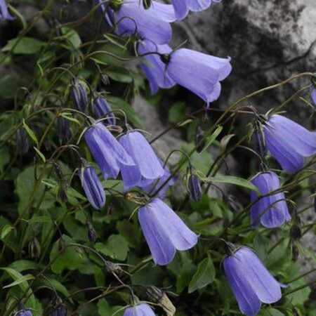 Campanula cochl. 'Blue Baby' geen maat specificatie 0,55L/P9cm - afbeelding 2