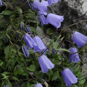 Campanula cochl. 'Blue Baby' geen maat specificatie 0,55L/P9cm - afbeelding 2