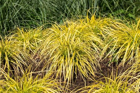 Carex elata 'Aurea' geen maat specificatie 0,55L/P9cm - afbeelding 2