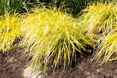 Carex elata 'Aurea' geen maat specificatie 0,55L/P9cm - afbeelding 3