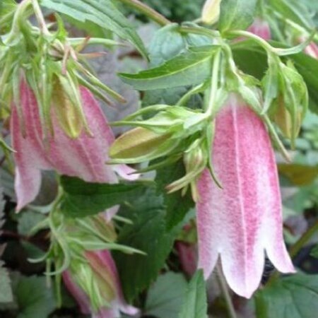 Campanula 'Elizabeth' geen maat specificatie 0,55L/P9cm - afbeelding 1