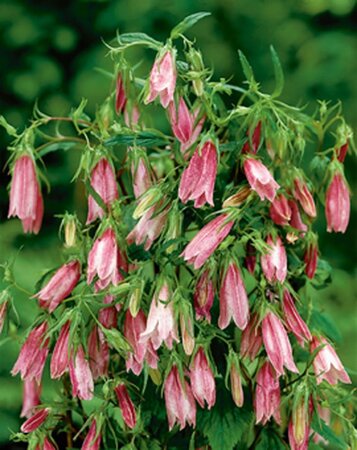 Campanula 'Elizabeth' geen maat specificatie 0,55L/P9cm - afbeelding 2