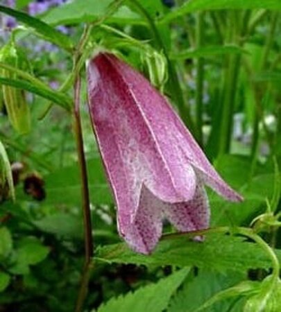 Campanula 'Elizabeth' geen maat specificatie 0,55L/P9cm - afbeelding 3