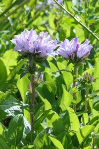 Campanula glom. 'Caroline' geen maat specificatie 0,55L/P9cm - afbeelding 1