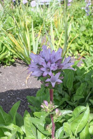 Campanula glom. 'Caroline' geen maat specificatie 0,55L/P9cm - afbeelding 2