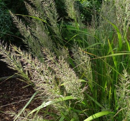 Calamagrostis brachytricha = Achnaterum brachytrichum (verouderd) geen maat specificatie cont. 2,0L - afbeelding 1