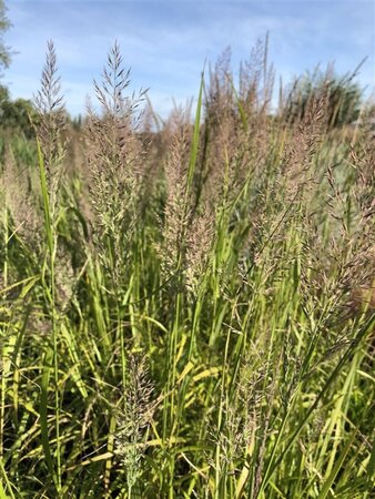 Calamagrostis brachytricha = Achnaterum brachytrichum (verouderd) geen maat specificatie cont. 2,0L - afbeelding 2