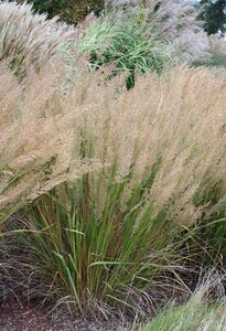 Calamagrostis brachytricha = Achnaterum brachytrichum (verouderd) geen maat specificatie cont. 2,0L - afbeelding 3