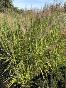 Calamagrostis brachytricha = Achnaterum brachytrichum (verouderd) geen maat specificatie cont. 2,0L - afbeelding 4