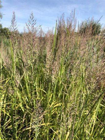Calamagrostis brachytricha = Achnaterum brachytrichum (verouderd) geen maat specificatie cont. 2,0L - afbeelding 5