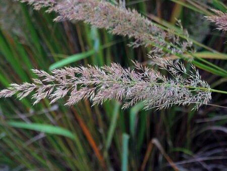 Calamagrostis brachytricha = Achnaterum brachytrichum (verouderd) geen maat specificatie cont. 2,0L - afbeelding 6