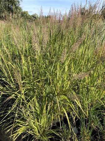 Calamagrostis brachytricha = Achnaterum brachytrichum (verouderd) geen maat specificatie cont. 2,0L - image 4
