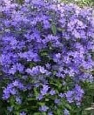 Campanula lact. 'Senior' geen maat specificatie 0,55L/P9cm