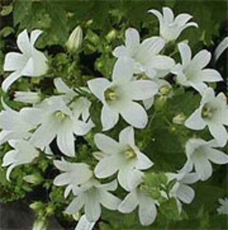 Campanula lact. 'White Pouffe' geen maat specificatie 0,55L/P9cm