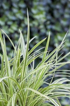 Carex morrowii 'Goldband' geen maat specificatie 0,55L/P9cm