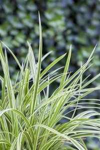 Carex morrowii 'Goldband' geen maat specificatie 0,55L/P9cm