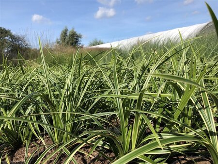 Carex morrowii 'Ice Dance' geen maat specificatie cont. 2,0L - afbeelding 1